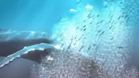 Genesis Chapter 1: Verses 20 through 23 - #Sea #Creatures and #Birds #god #jesus #justingoldston