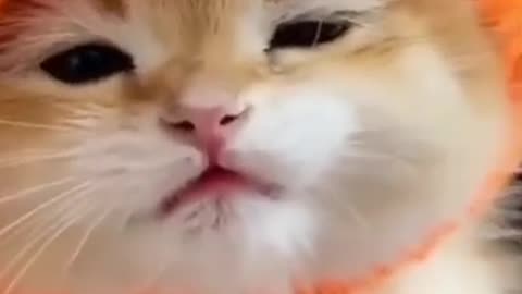 Cute Baby Cat meowing for Attention