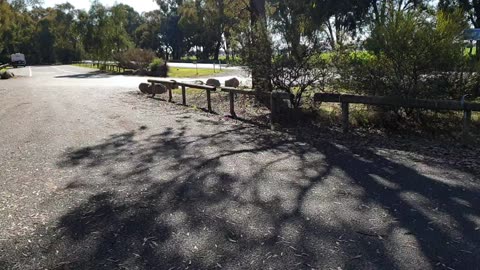 The Henty Man-Rest Area Nsw