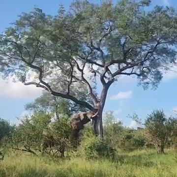 Elephant trying Smash tree