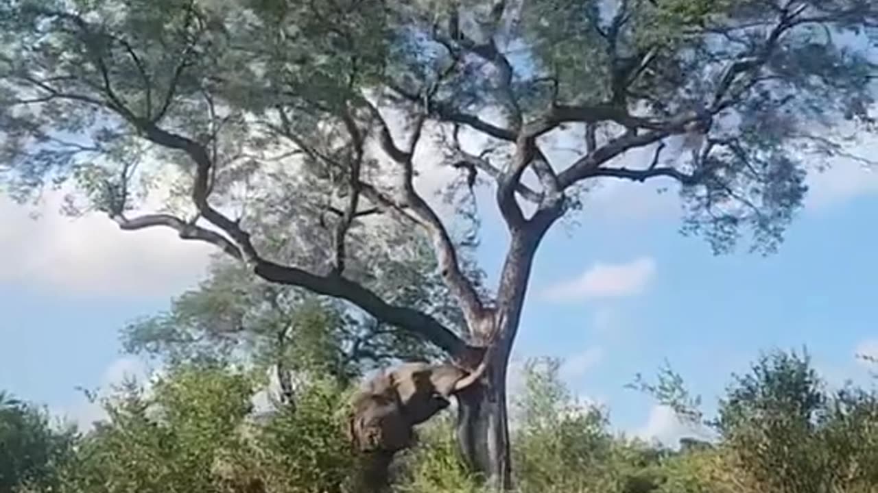 Elephant trying Smash tree