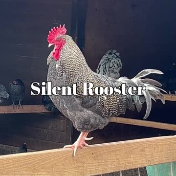 Silent Rooster