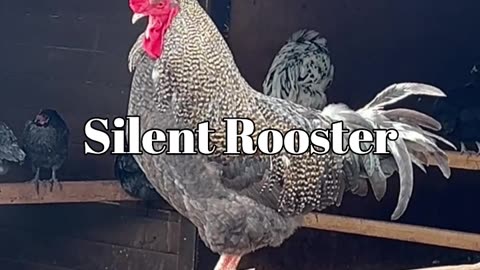 Silent Rooster