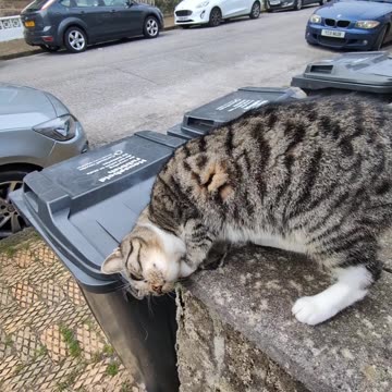 Agressive Kitten on Llanoweth Road 😲