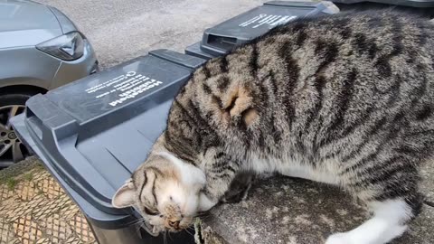 Agressive Kitten on Llanoweth Road 😲
