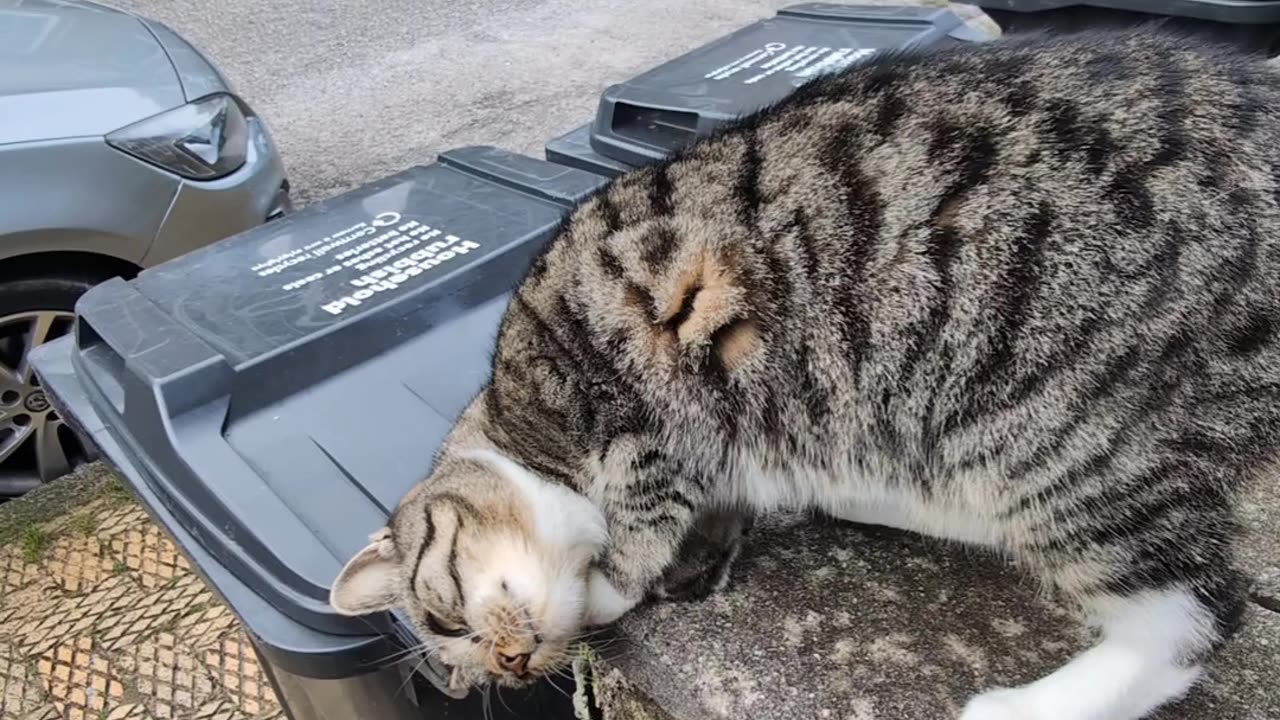 Agressive Kitten on Llanoweth Road 😲