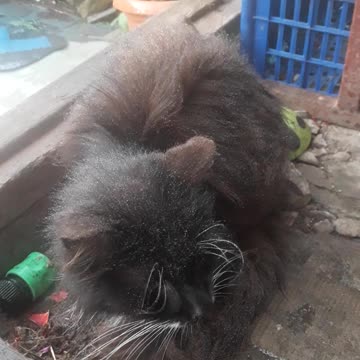 Cat Timofey, get well soon!