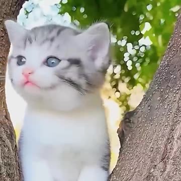 Billi wala cartoon cat Lovely 🤩🌹 Billi wala game #cat #kitten #billi