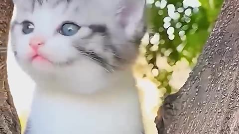 Billi wala cartoon cat Lovely 🤩🌹 Billi wala game #cat #kitten #billi