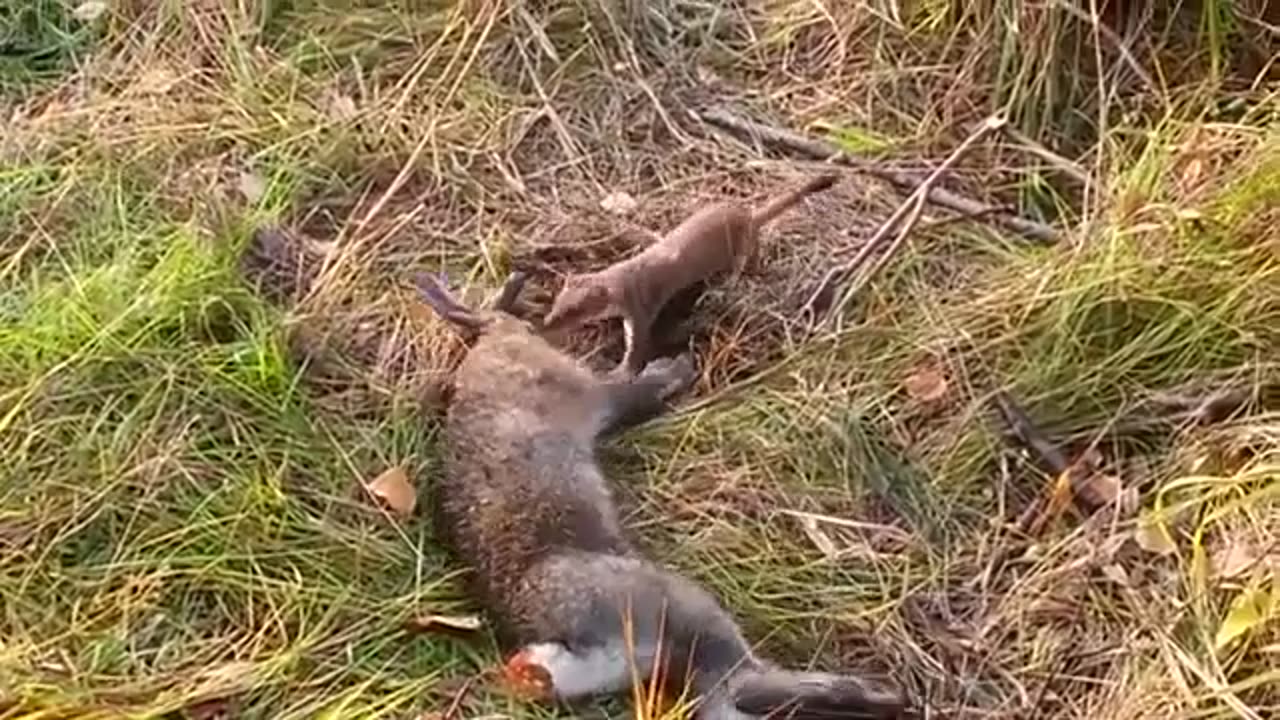 Stoat Kills a Rabbit