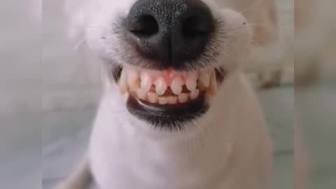 Cute dog - Collection of the cutest and funniest dog laughs