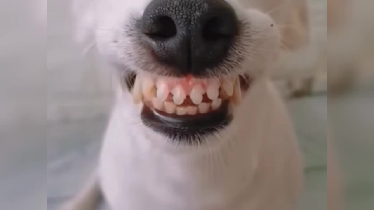 Cute dog - Collection of the cutest and funniest dog laughs