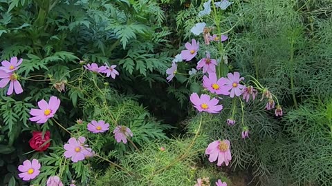 "Slow to show but For The Win Wildflowers."