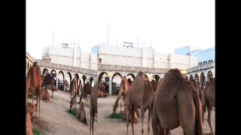 Camel farm vlog video