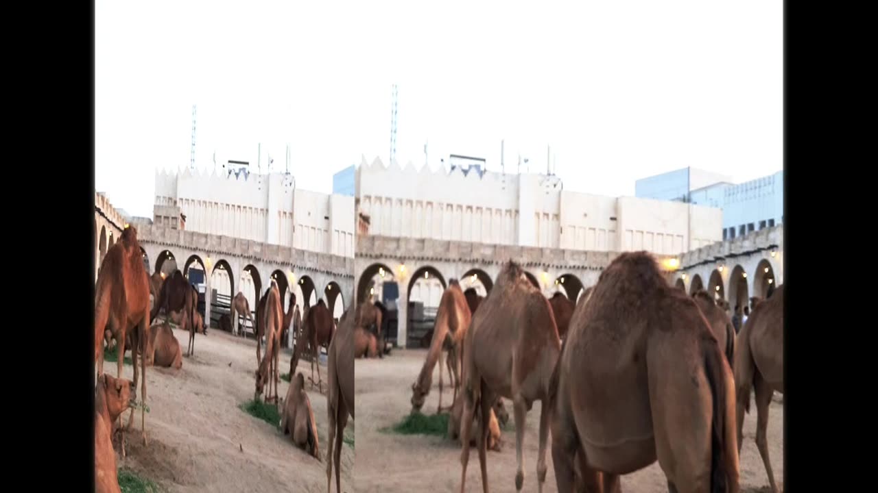 Camel farm vlog video