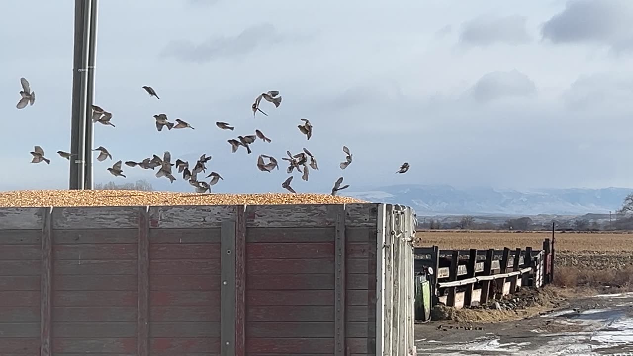 Big bird feeder