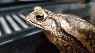 NANOBYTEMYASS