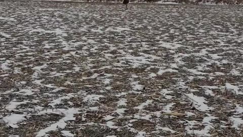 Emu's Head Stuck In Bag