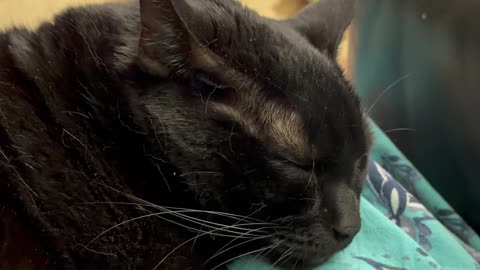 Cute Precious Piper is Resting - My Adopted Shelter Cat Vlog