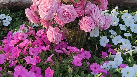 Sunday's Sun Setting on Roses