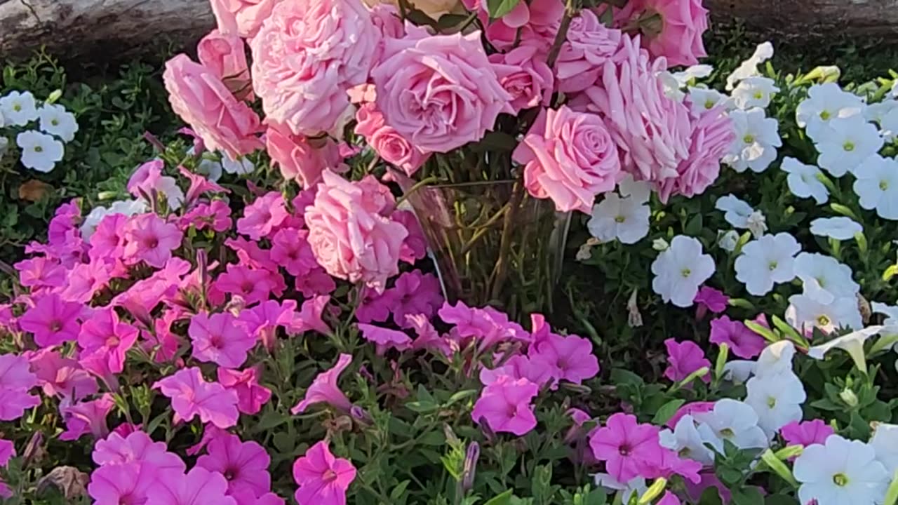 Sunday's Sun Setting on Roses