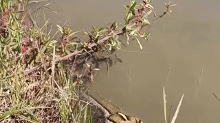 🐍😱 Hiker vs. Python in the Pantanal! | FunFM