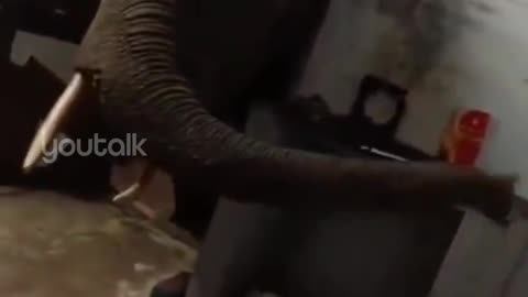 Elephant attack 😳