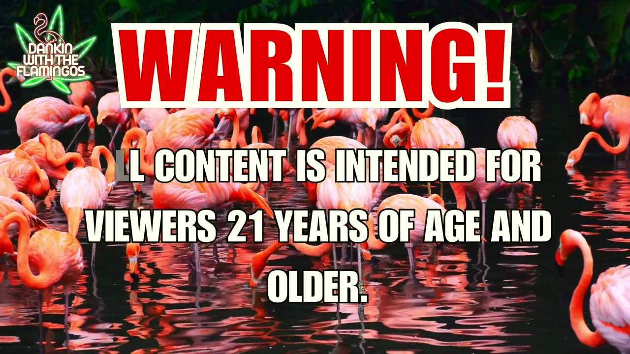 Blackout Berries from THCA King! Dankin with the Flamingos Review!!