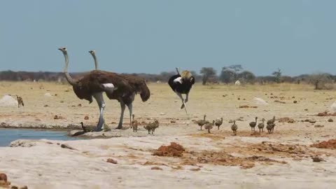 Best Jingle captured 🎀🍓🍩👀🦅