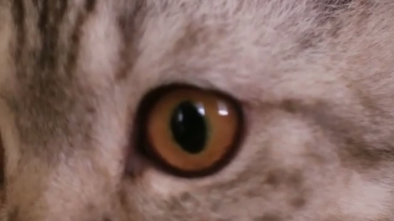 🐱 Why Cats Make Purr-fect Companions!