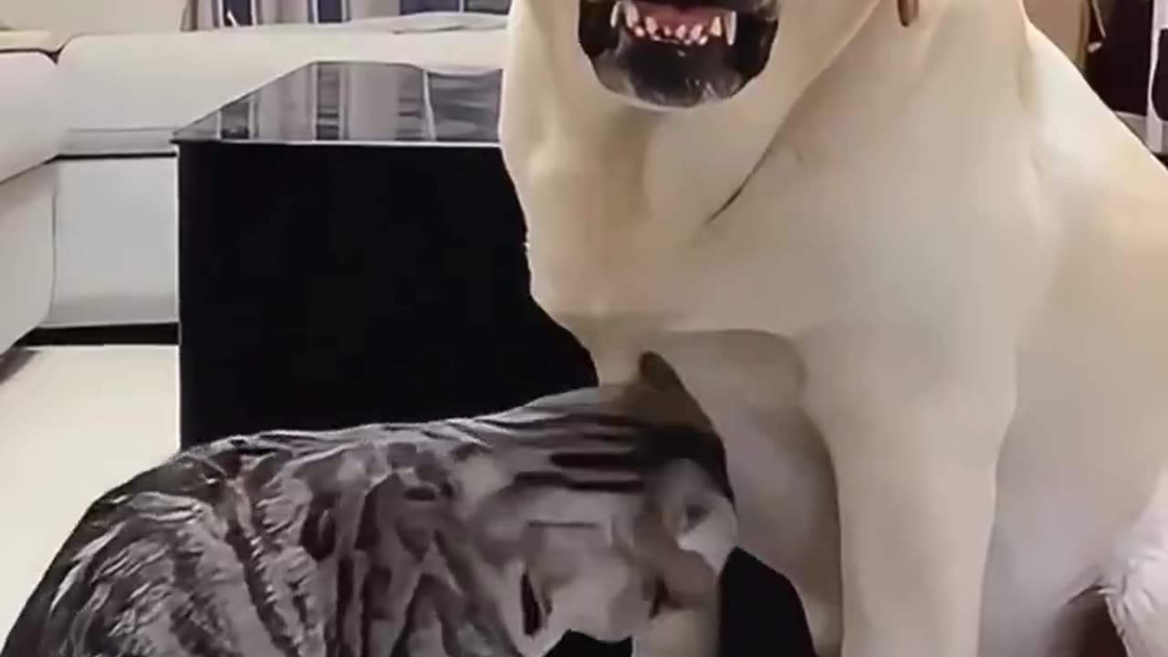 Cat and dog fights