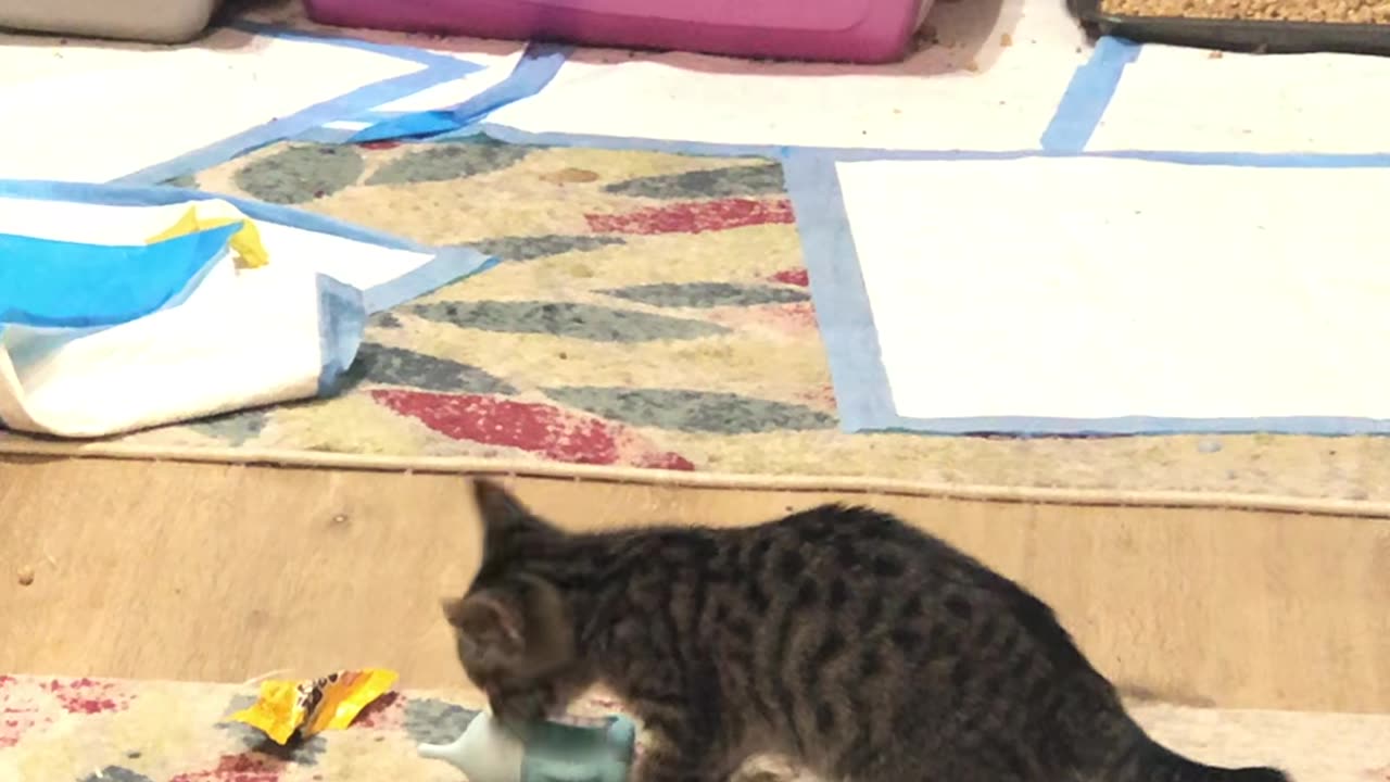 Kitten Steals Bottle Off Counter