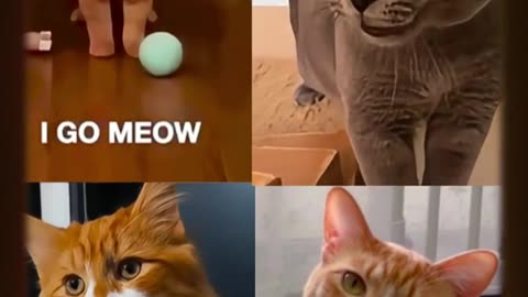 CATS WITH 😄HARMONY