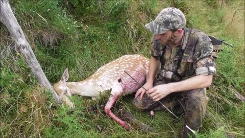 Bow hunting fallow deer