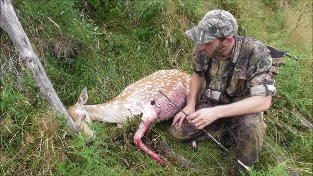 Bow hunting fallow deer