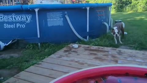 Boston Terrier jumps into pool