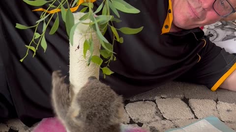 Man Encourages Orphaned Koala To Climb