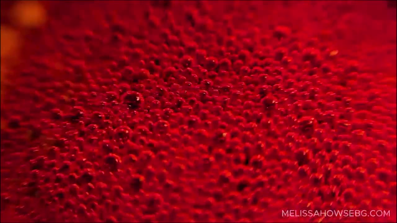 Iran Uprising Still Going! Will the U.S. Step in to Assist? | Anni Cyrus, Patrick Wood & More