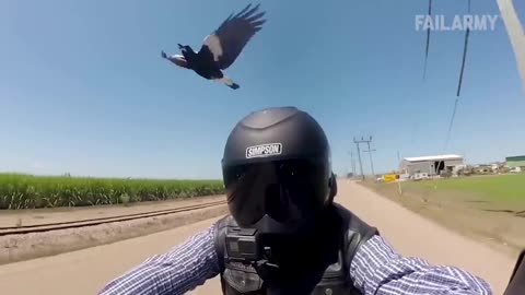 Animal Encounters That Get Crazier Every Minute 🐴 | 2026