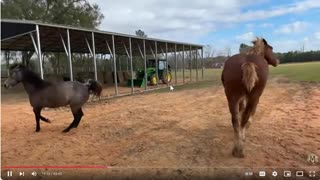 Great Footage Of New Horses Trying To Be High Horse