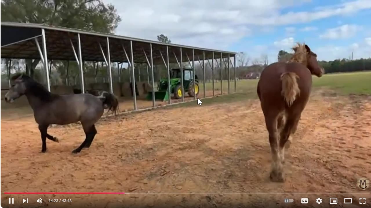 Great Footage Of New Horses Trying To Be High Horse