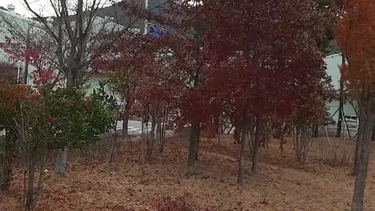 Rainy Autumn Day – The Sound of Leaves and Rain 🍂🌧️"