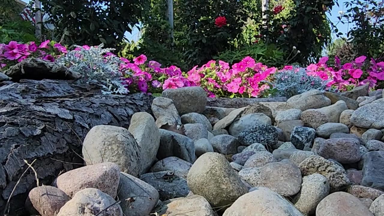 The Olympiad Hybrid Tea Roses of Suites 7-9