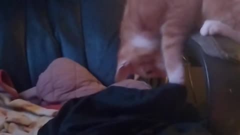 😂🐶 You Won't Believe What This Dog Does Next! | FunFM