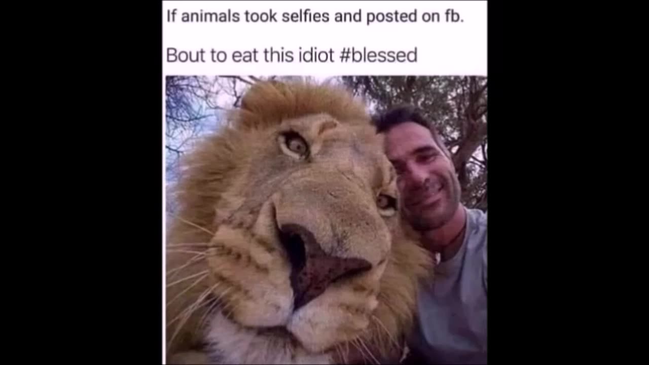 102925 Funny Laugh Out Loud Hilarious Memes Jokes Cartoons