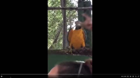 The moment parrot stops before drop got me laughing so hard 😂