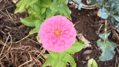 Zinnia