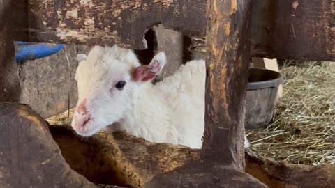 Sheep Belding Hill Farms