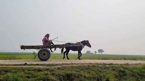 Rajshahi Pony in Bangladesh