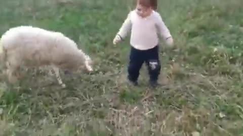 友達の子どもに対して世界一優しい頭突きをする羊